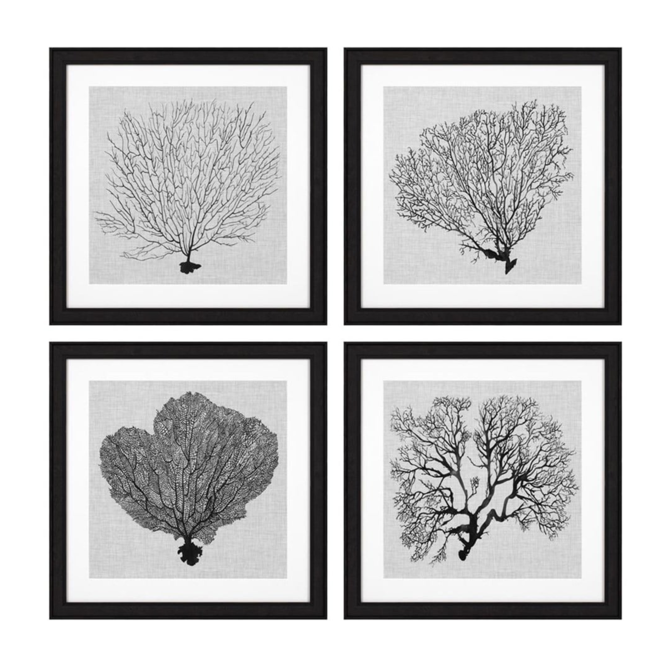 Shadow Sea Fan Prints | Set of 4